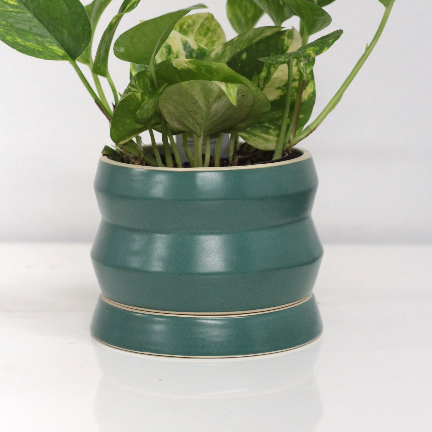 Medium Peacock Planter w/ Drip Tray